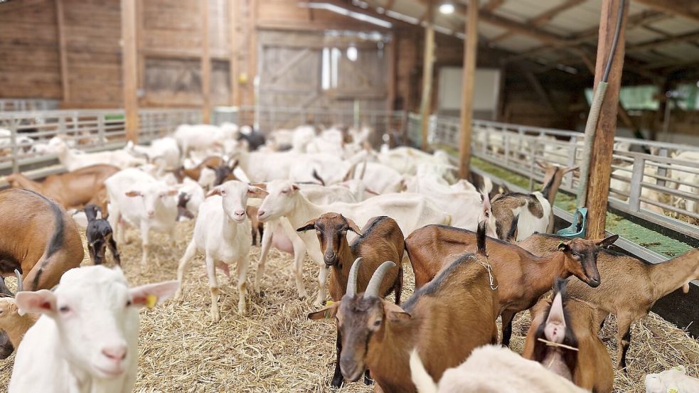 Im Stall laufen weiße und bunte Edelziegen. Diese beiden Edelrassen eignen sich besonders gut als Milchlieferanten. Foto: Gettkowski