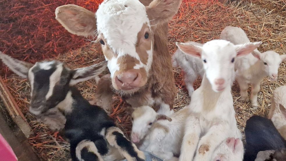 Großer Kumpel: Zwischen den kleinen Zicklein läuft ein Kälbchen. Foto: Gettkowski