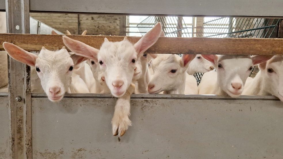 Die kleinen Ziegen gucken neugierig aus ihrem Stall. Foto: Gettkowski