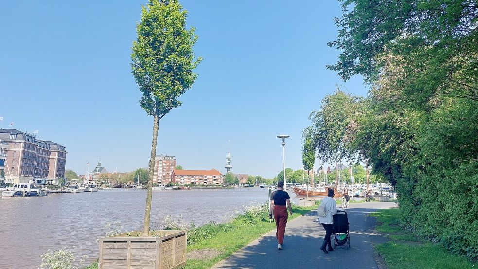 Die Kübelbäume bleiben vorerst an der Alten Heringsfischerei stehen. Foto: Hanssen