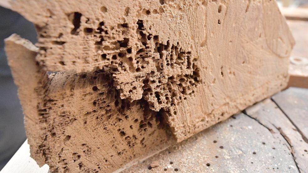 An diesem Stück sieht man, wie das Holz vom Nagekäfer beschädigt wurde. Foto: Ortgies