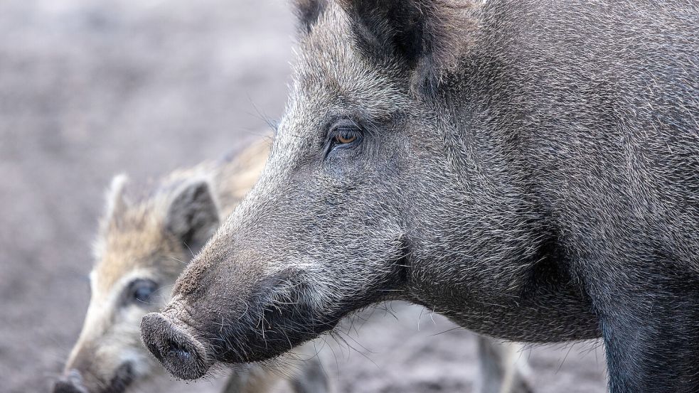 Wildschweine stehen in einem Wildgatter. Das Bild entstand in Mecklenburg-Vorpommern. Foto: Büttner/dpa