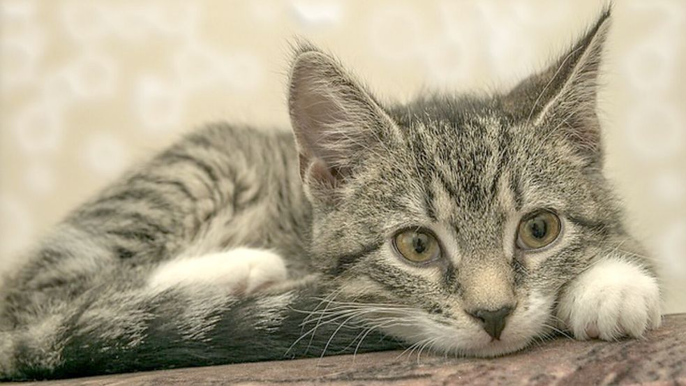 Unbekannte haben in Wiesmoor Katzenjunge ausgesetzt. Symbolfoto: Pixabay