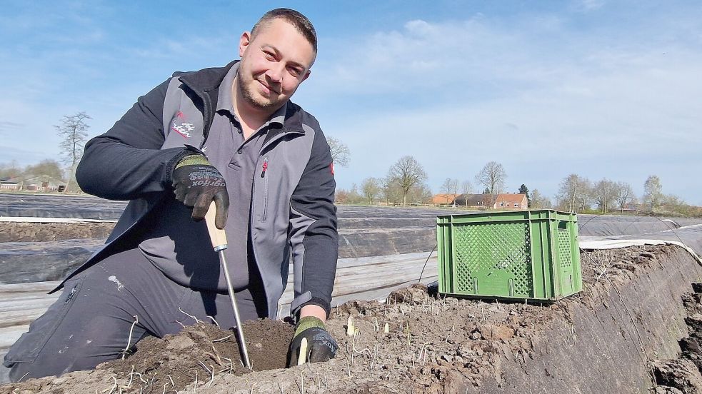Daniel Santen sticht die Spargelstangen mit einem speziellen Stechmesser aus den Dämmen, die mit Folien abgedeckt sind, um ein gutes Wachstum zu gewährleisten. Foto: Gettkowski