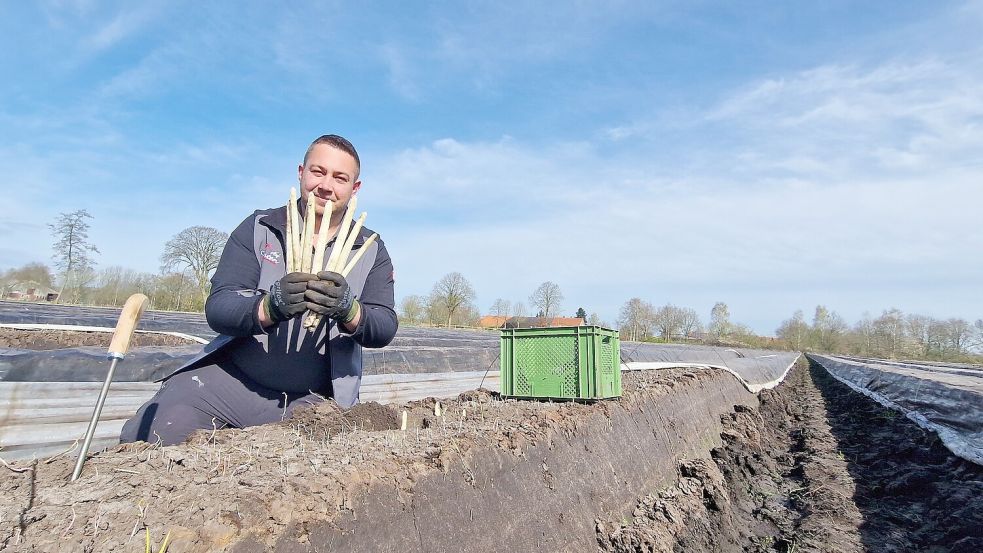 Daniel Santen baut auf den Flächen verschiedene, vor allem alte Spargelsorten an. Weil es frühe und späte Sorten gibt, kann bis zum Ende der Spargelzeit am 24. Juni kontinuierlich geerntet werden. Foto: Gettkowski
