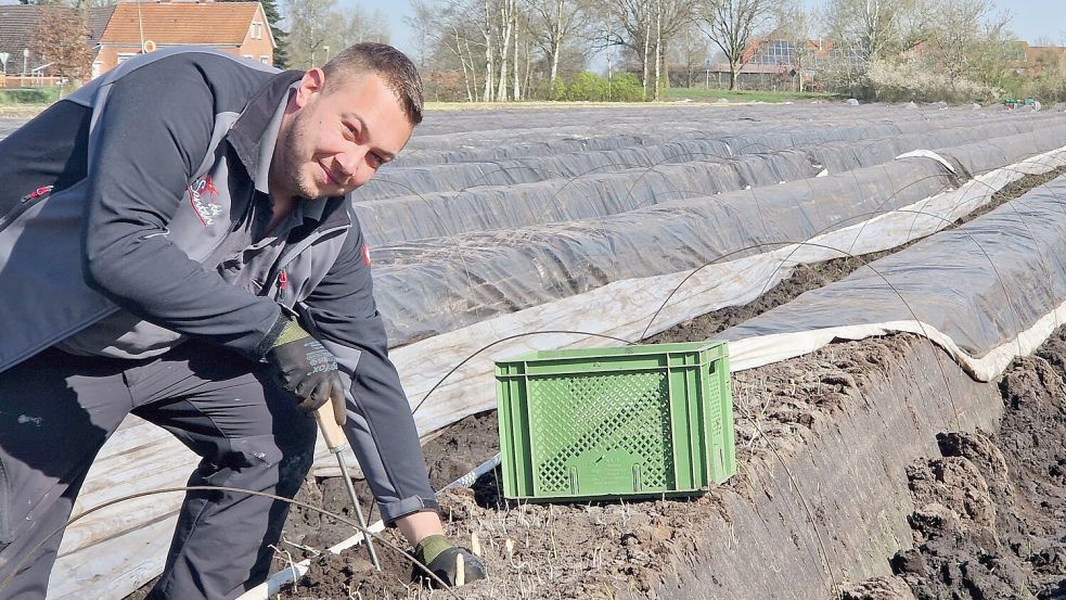 Daniel Santen und seine Erntehelfer haben auf diesem Feld in Brual in dieser Woche mit dem Spargelstechen begonnen. Foto: Gettkowski