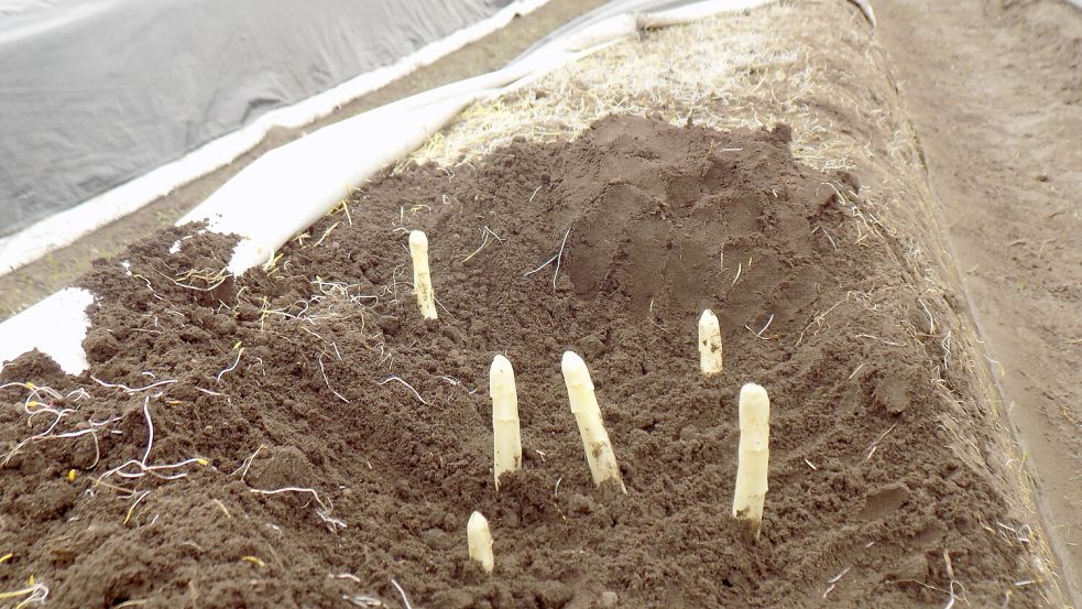 Der Einsatz von Folientunneln ermöglichte in Diele den besonders frühen Start der Spargelsaison. Der erste Spargel wurde auf den Feldern des Hofs Santen in diesem Jahr Ostersonntag verkauft. Archivfoto: Ortgies