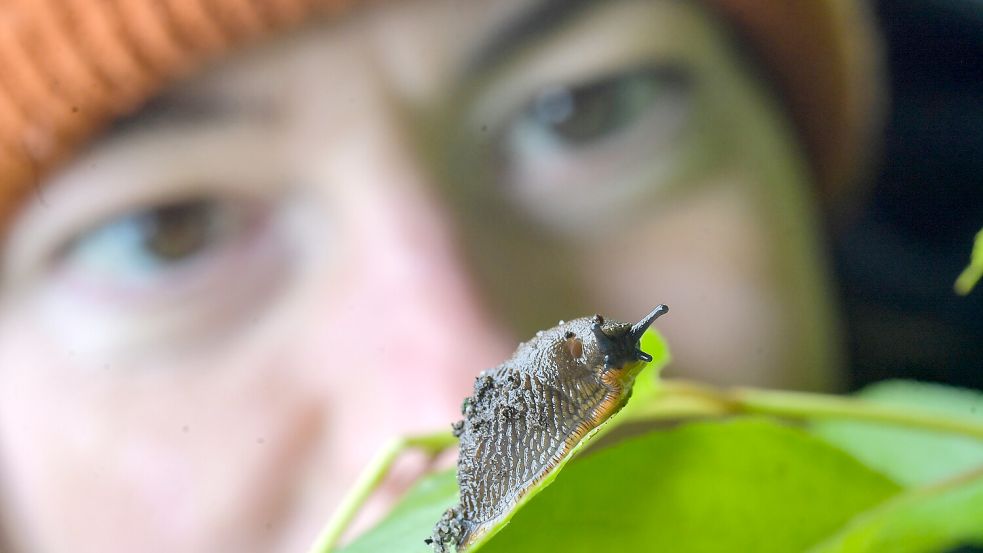 Braun, schleimig und fast immer hungrig: die Spanische Wegschnecke. Foto: Ortgies