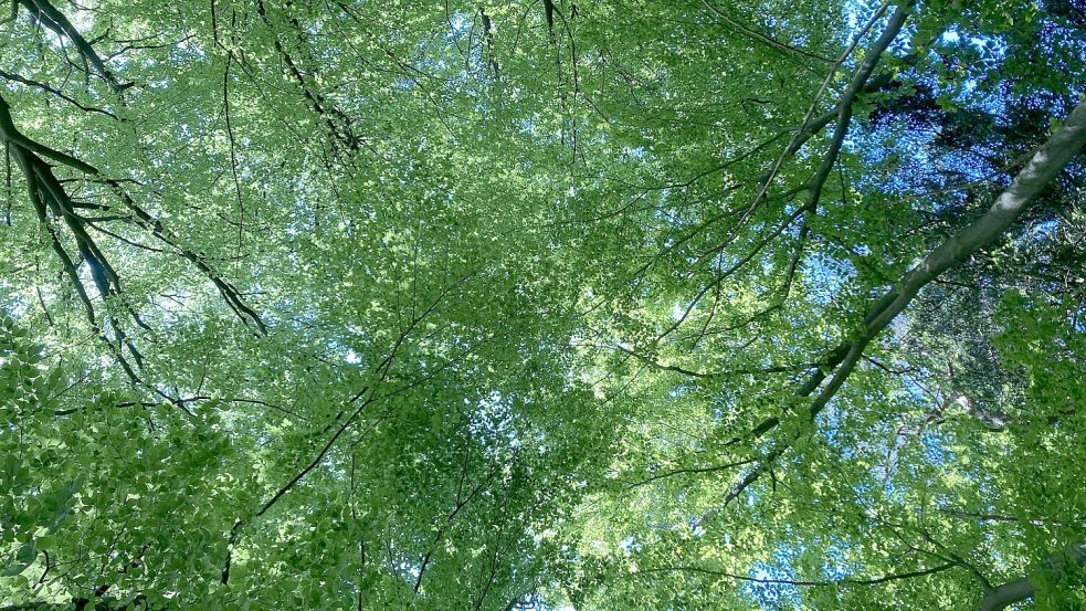 Blick in ein sommerliches Blätterdach. Foto: Oltmanns