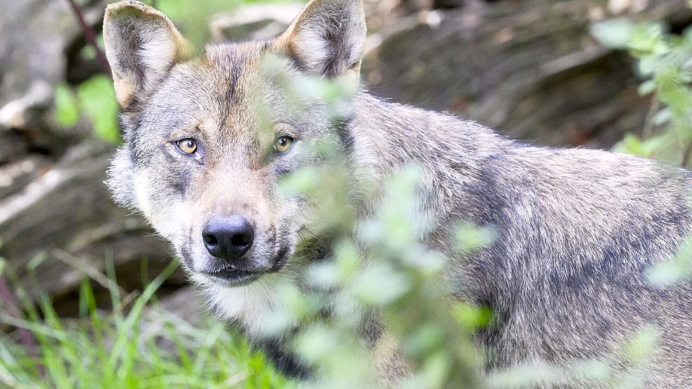 Auf Norderney ist ein Wolf unterwegs. Dieser hier lebt in einem Gehege im Wisentgehege Springe. Foto: Stratenschulte/dpa