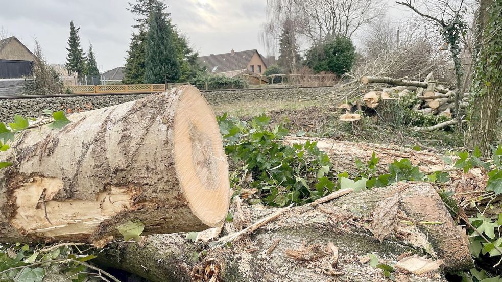 Seit Februar liegen die Bäume am Ostfrieslandwanderweg in Leer. Foto: Nording/Archiv