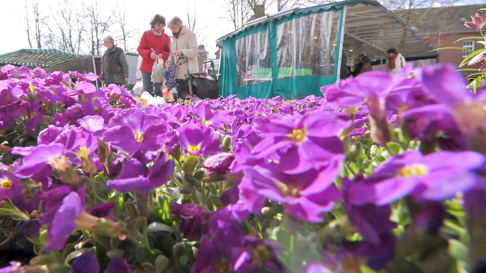 Blumen wurden an diesem Tag beim Wochenmarkt in Leer angeboten. Foto: Ortgies/Archiv