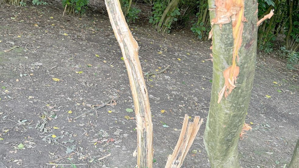 Abgekratzte Rinde, abgeschlagene Äste: diese Aufnahmen zerstörter Jungbäume und Sträucher wurden am Montag, 1. Juli 2024, im Stadtgarten gemacht. Fotos: privat