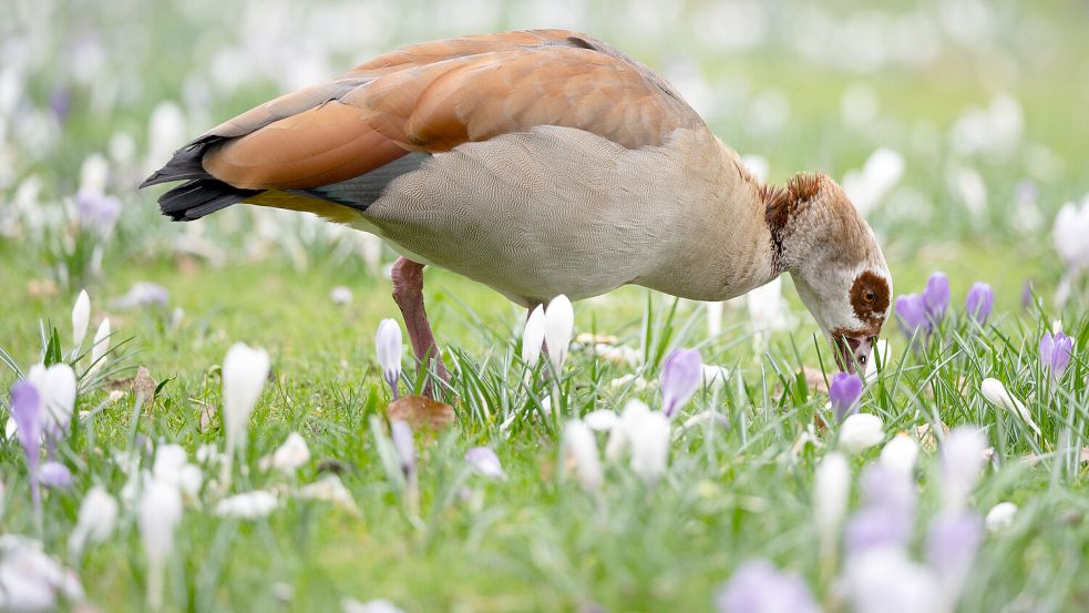 Selbst die exotische Nilgans kann man heute an der ostfriesischen Küste beobachten. Symbolfoto: Evelyn Denich/dpa