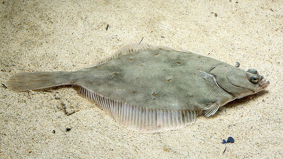 So sieht eine Scholle aus. Foto: Marine Steward Council