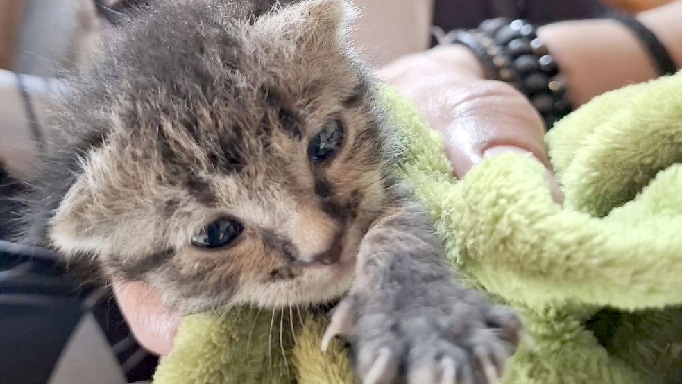 Eines von mehreren "Flaschenkindern", das in Pflegestellen der Tierhilfe aufgezogen wird. Foto: Tierhilfe Ostfriesland