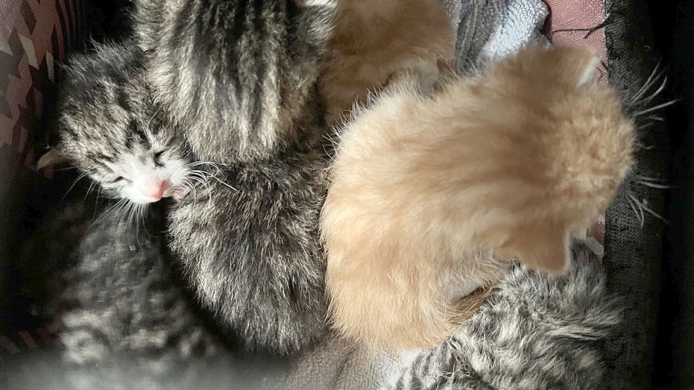 Ausgesetzt: Immer wieder landen ganze Würfe bei der Tierhilfe Ostfriesland. Statt das Muttertier kastrieren zu lassen, werden die Jungen einfach entsorgt.Foto: Tierhilfe Ostfriesland