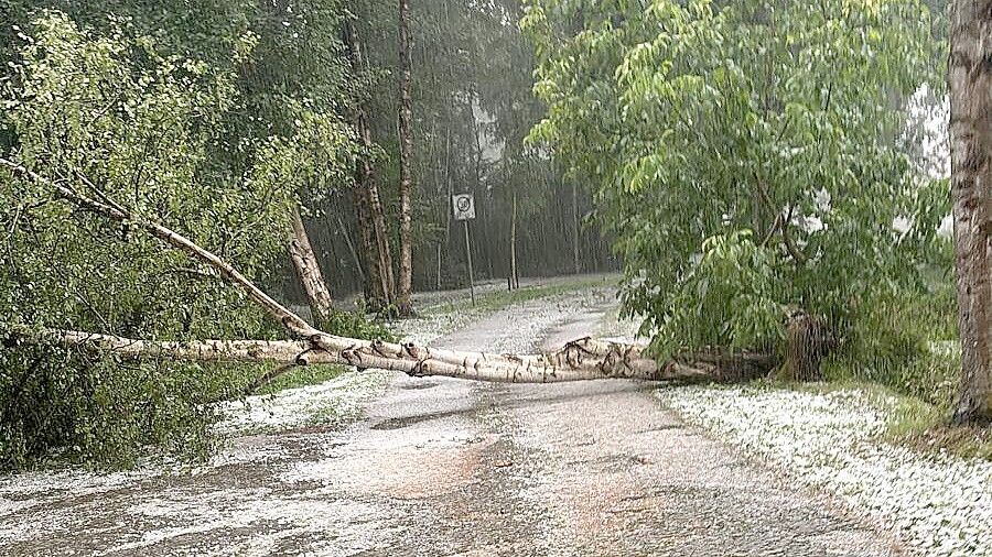 Bei dem vergangenen Unwetter sind aufgrund des Sturms einige Bäume entwurzelt und umgefallen. Foto: M. Huber