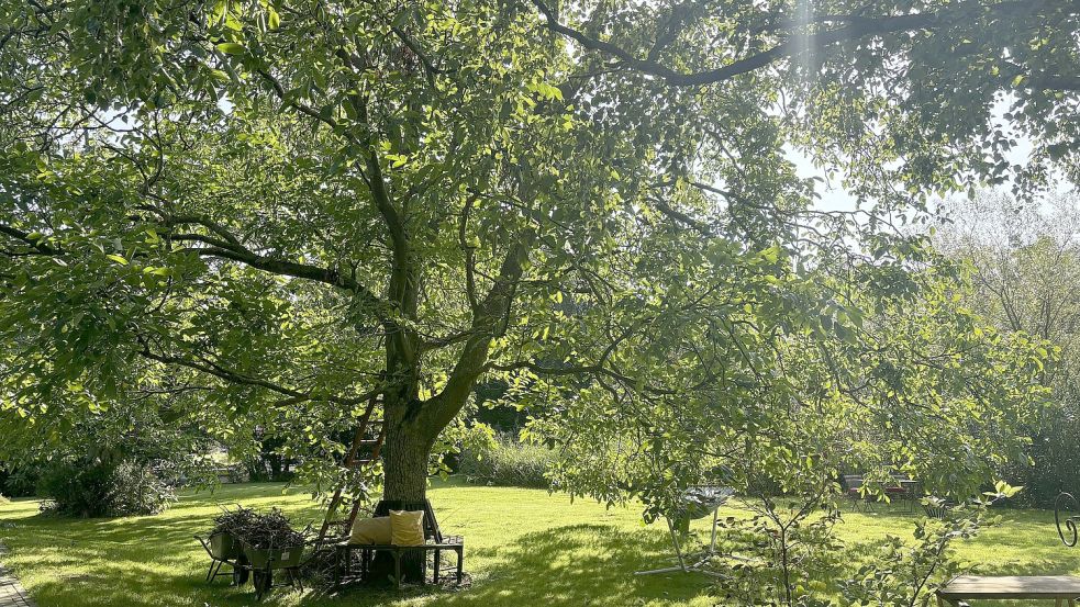 Ganz viel Grün, so weit der Blick reicht: Der Garten von Isabel Kleinert. Foto: Groenendaal