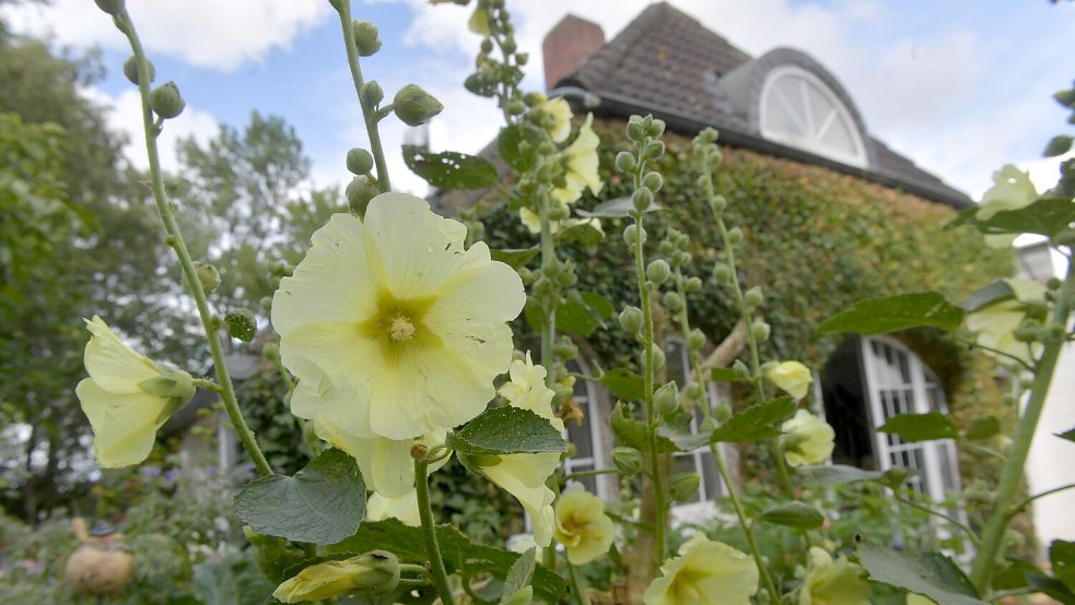 Überall im Garten summt und blüht es. Foto: Ortgies/Archiv