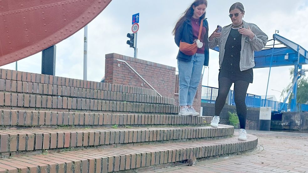 Ups, schnell eine Stufe höher: Am Delft läuft eine Ratte vor den OZ-Redakteurinnen Lotta Groenendaal (links) und Hannah Weiden entlang. Foto: Hanssen