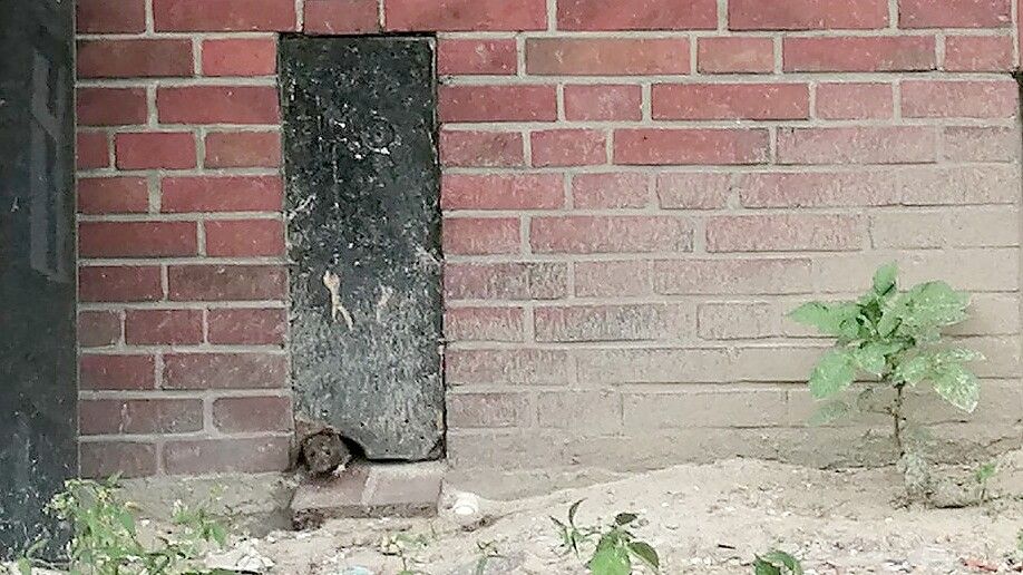 Eine Ratte schaut bei der Straße „Am Hundepfad“ aus einem Guckloch. Foto: Privat