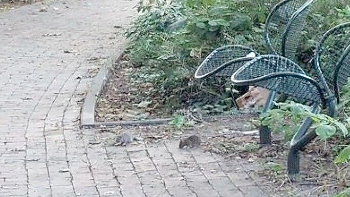 Zwei Ratten tummeln sich am helllichten Tag in der Nähe beim Blumenpavillon in Barenburg. Foto: Hanssen/Archiv