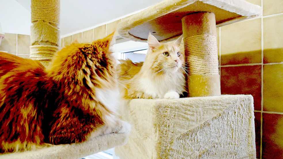 Im Tierheim Jübberde kümmert man sich um Katzen. Foto: Mohr/Archiv