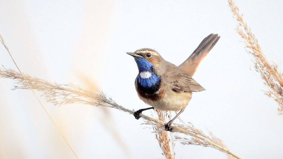 Das Blaukehlchen, eine streng geschützte Art, gibt es in den Emsmarschen noch häufig. Foto: pixabay.com