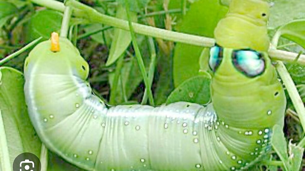 Mindestens fünf dieser Raupen entdeckte ein Wittmunder an seinem Oleander. Foto: privat