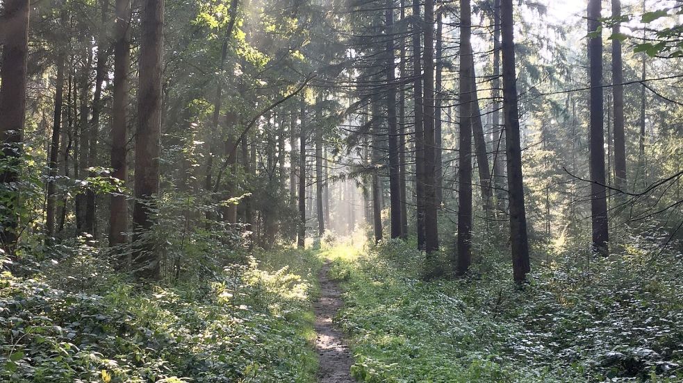 Macht immer gute Laune: Ein Gang durch den Wald. Foto: Oltmanns