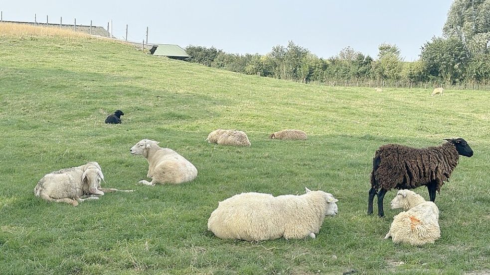 Auf der Weide am Haus behandeln Anne und Dennis Bonsemeyer schwer erkrankte Tiere. Foto: Kubassa
