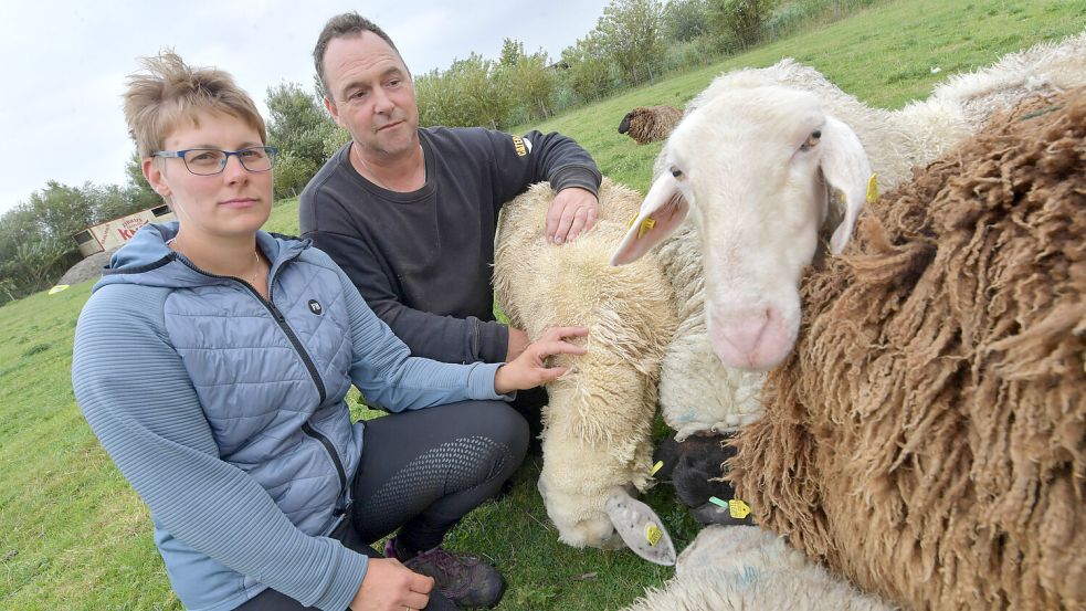 Anne und Dennis Bonsemeyer machen sich Sorgen um ihre Schafe – und um ihre Zukunft. Foto: Ortgies