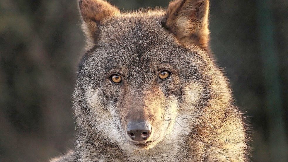 Viele Tierhalter sind ratlos, weil sie nicht wissen, wie sie ihre Tiere effektiv schützen können. Immer wieder werden Nutztiere auf den Weiden Opfer von Wolfsangriffen. Foto: Pixabay