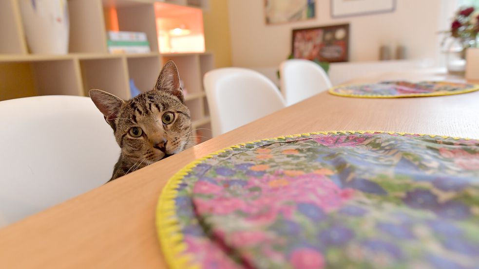 Neu eingezogen ist auch Kater Findus. Er fühlt sich in dem Haus pudelwohl. Foto: Ortgies