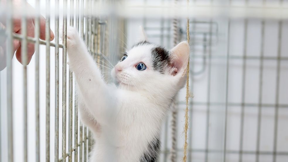 Die Plätze sind in vielen Tierheimen besetzt. Symbolfoto: Pixabay