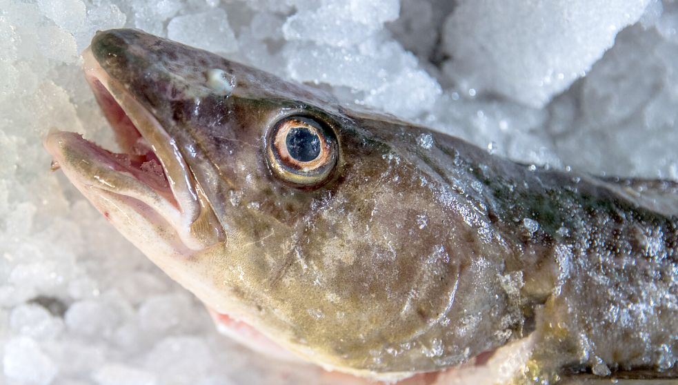 Der Kabeljau – auch Dorsch genannt – nimmt im Wattenmeer beständig ab. Die Fischart leidet unter massiver Überfischung und dem Anstieg der Meerestemperatur. Foto: Büttner/dpa