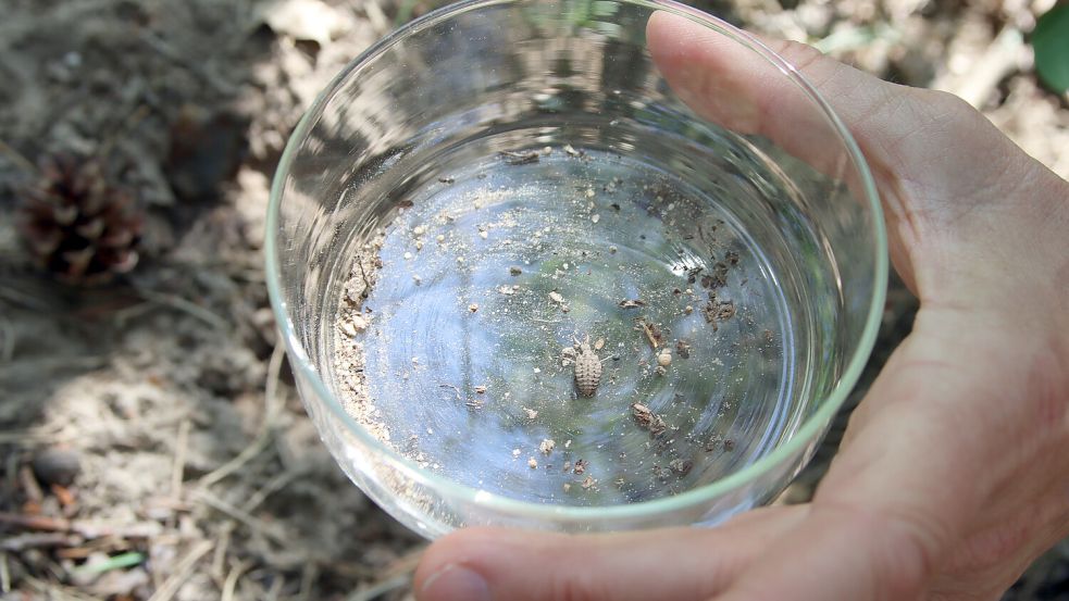 Der Ameisenlöwe ist die Larve einer Ameisenjungfer. Das Tier lebt zwei Jahre im Sand bevor es als Insekt herauskommt. Foto: Brandstädter/dpa