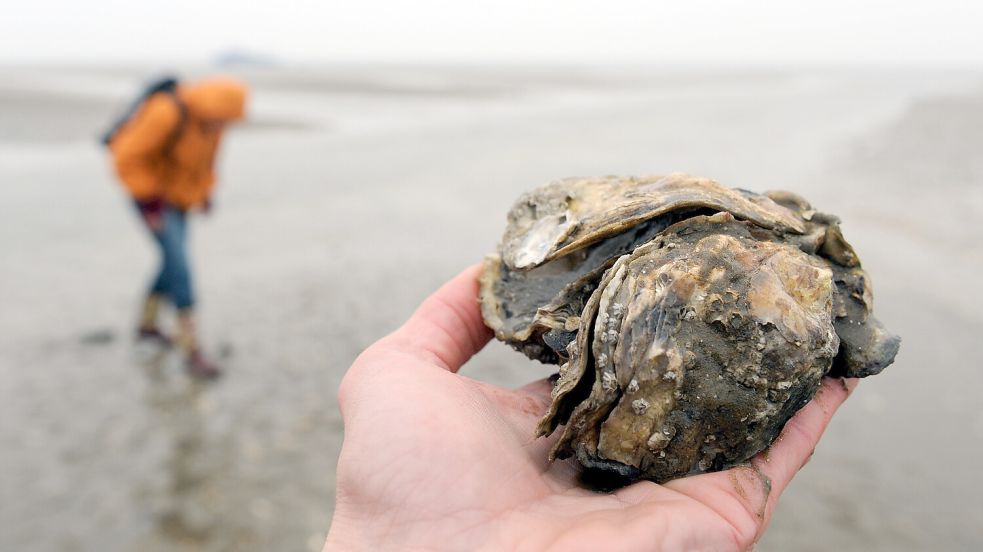 Die Pazifische Auster ist im Wattenmeer das bekannteste Beispiel einer invasiven Art. Foto: dpa