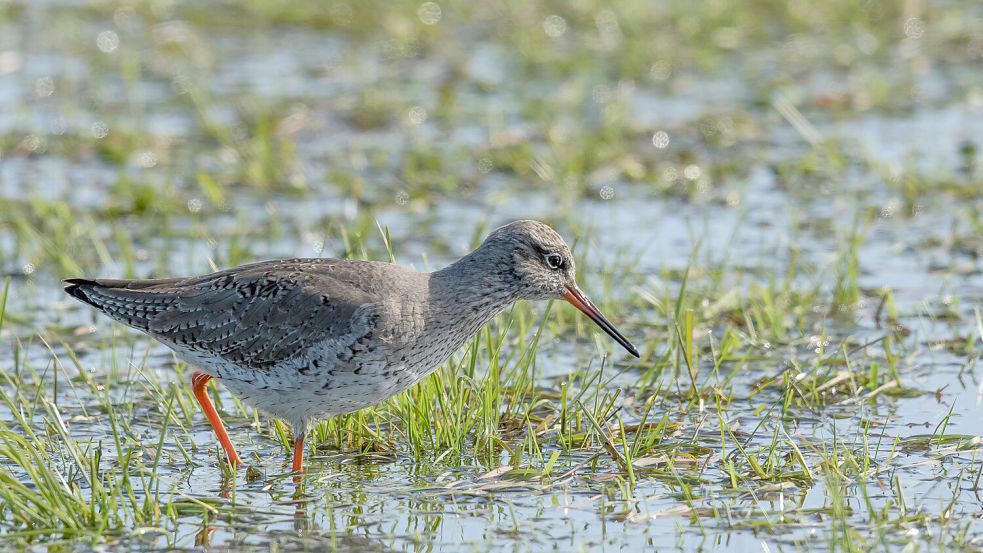 Rotschenkel gehören ebenfalls zu den bedrohten Wiesenvögeln. Nach kurzer Erholung ist die Zahl der Bruterfolge im Rheiderland zuletzt wieder gesunken. Foto: Jörg Salzwedel