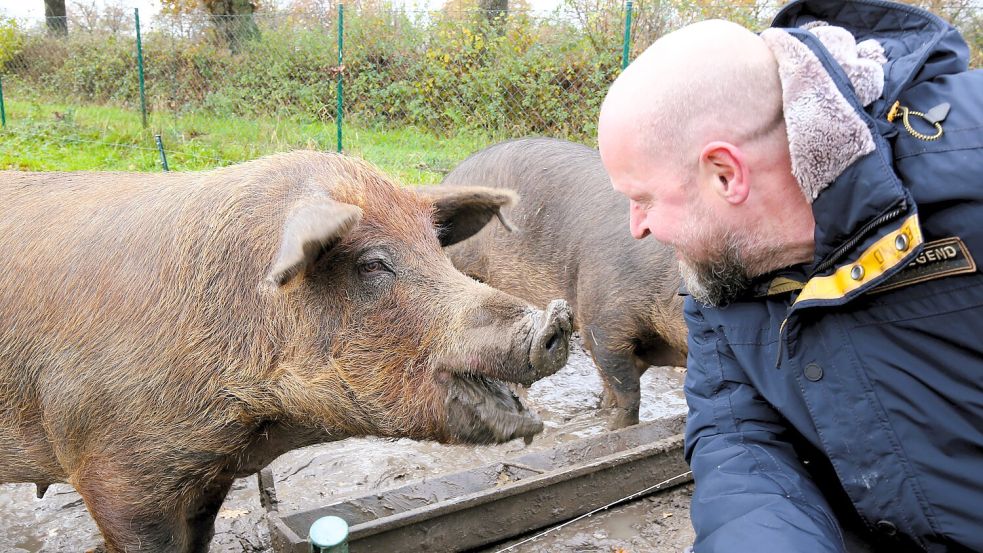 Diese Iberico-Muttersauen von Gerd-Lüken Janßen sorgen zusammen mit Wollschwein-Eber Eberhard für den wohlschmeckenden Nachwuchs auf dem Fuddenhof. Foto: Böning