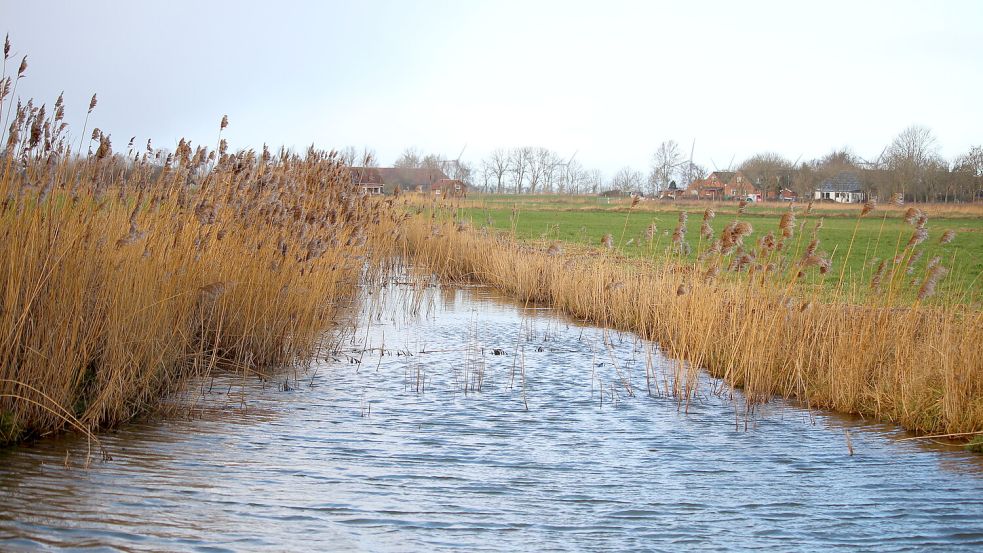 Das Zuhause vieler gefährdeter Vogelarten: das Freepsumer Meer. Foto: Archiv