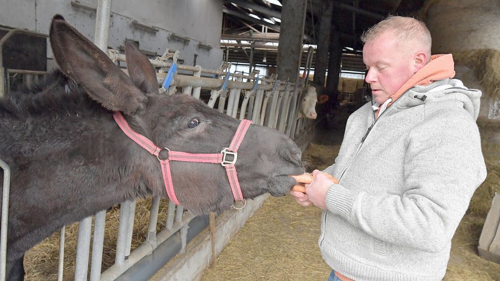 Eselin Gisela holt sich eine Möhre beim Bauern ab. Von weiter hinten schaut eine neugierige Kuh herüber. Foto: Ortgies