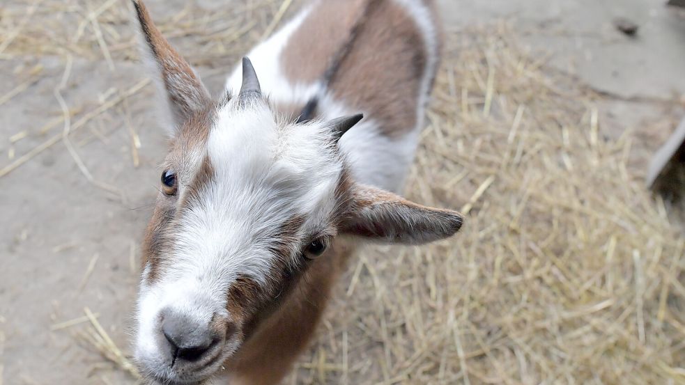 Alles andere als kamerascheu: Die kleine Ziege zog im Sommer vor laufenden Fernsehkameras ein. Foto: Ortgies