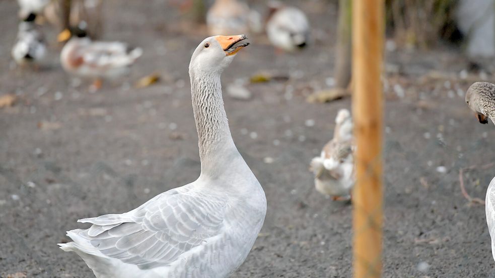 Gänse, Enten und Hühner gab es auf dem landwirtschaftlichen Betrieb schon immer. Federvieh wie Puten, Truthahn und Pfauen schaffte Bauer Heino an. Foto: Ortgies