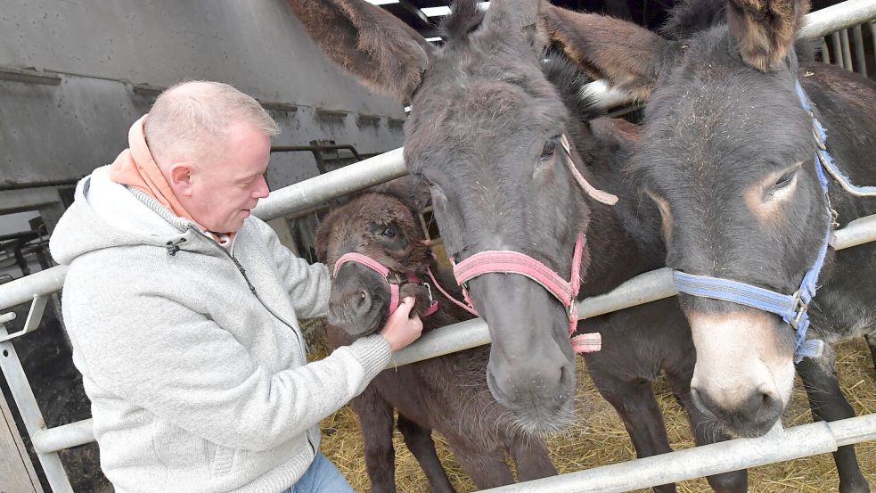 Der kleine Esel Friederike war im September eine freudige Überraschung für den Landwirt. Klaus (rechts) und Gisela bekamen ein Fohlen. Foto: Ortgies