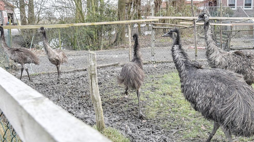 Ein wilder Haufen: Insgesamt sechs Emus hält Bauer Heino auf seinem Hof. Die Vögel sind flinke Läufer und rasen nur so durch ihr Gehege. Foto: Ortgies