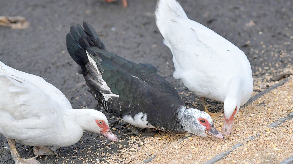 Die Enten fressen einträchtig nebeneinander. Foto: Ortgies