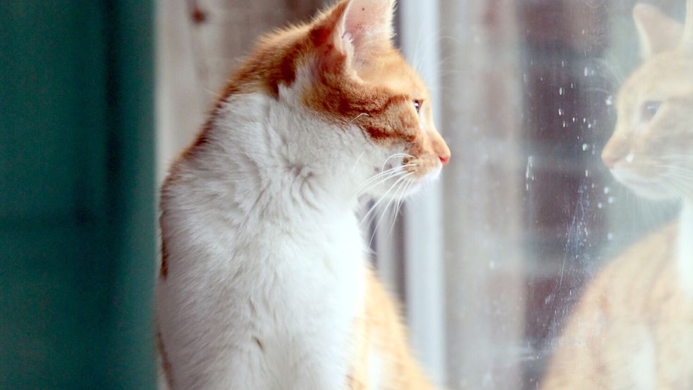 Tierschutzvereine und Tierheime ächzen unter der Anzahl der Katzen. Foto: Ortgies/Archiv