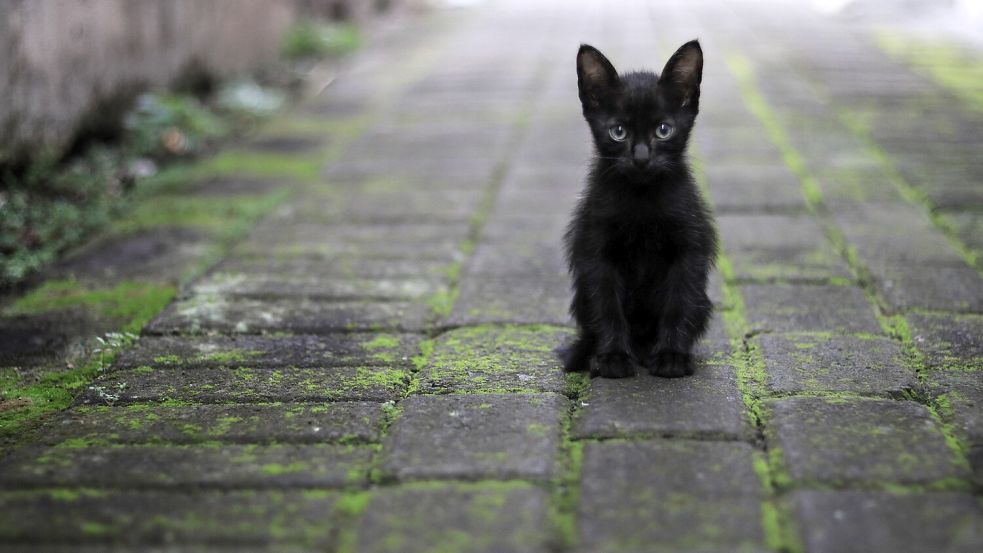 Katzen, die auf der Straße leben, sterben meist früh. Symbolfoto: Pixabay